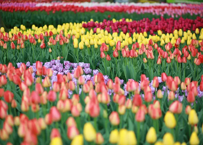 Tatil Evi 4 Person At Beach, Sea, Dunes, Lake, Forestside Noordwijkerhout