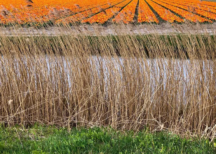 Tatil Evi 4 Person At Beach, Sea, Dunes, Lake, Forestside Noordwijkerhout